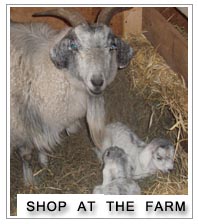 Stone Harvest Farm Goats for Sale